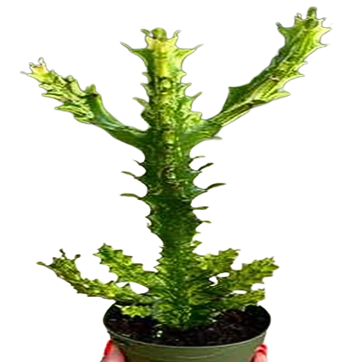 Trigonia Variegated 